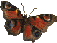 bfly02.gif