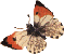 bfly04.gif