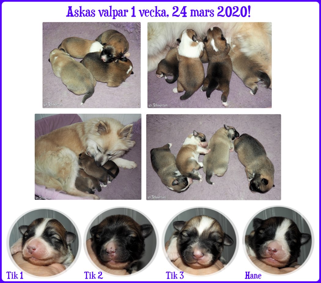 1v_askavalpar2020_ 1v_askavalpar2020_