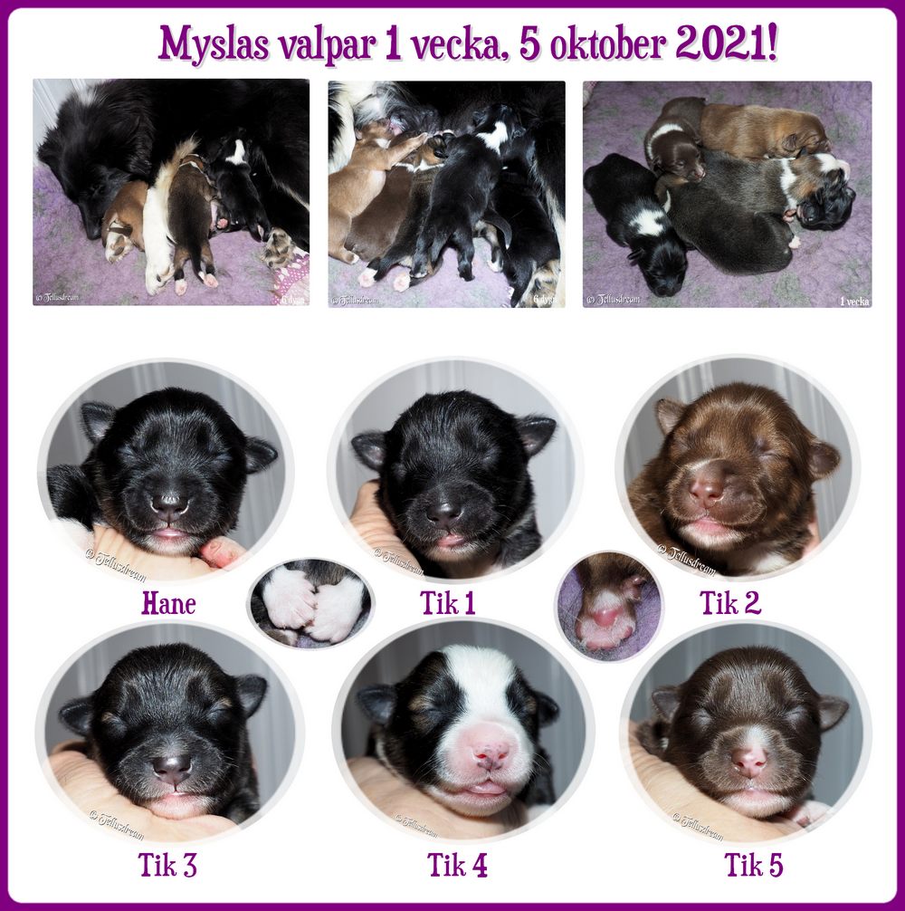 1v_mysla2021 1v_mysla2021