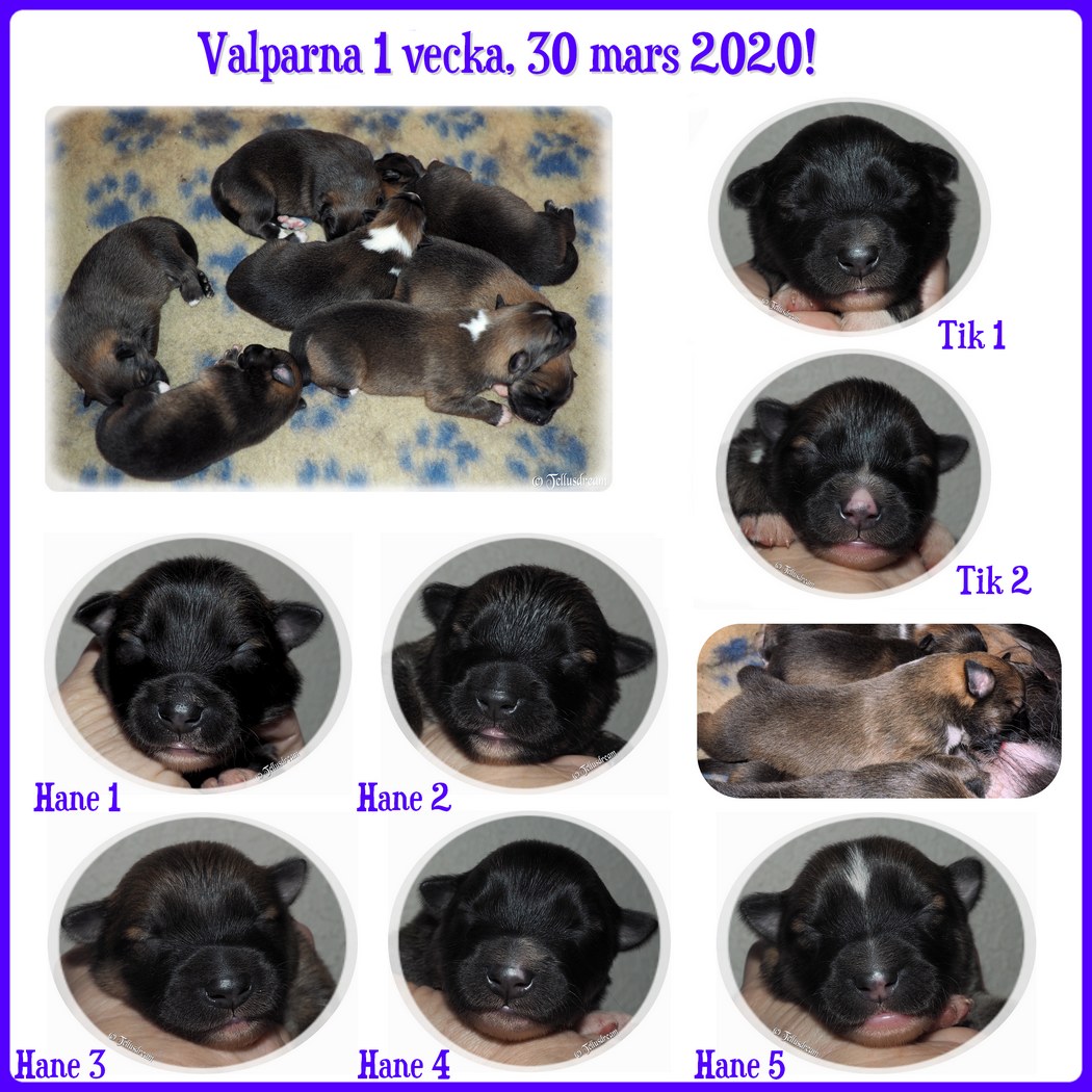 1v_myslavalpar2020_ 1v_myslavalpar2020_