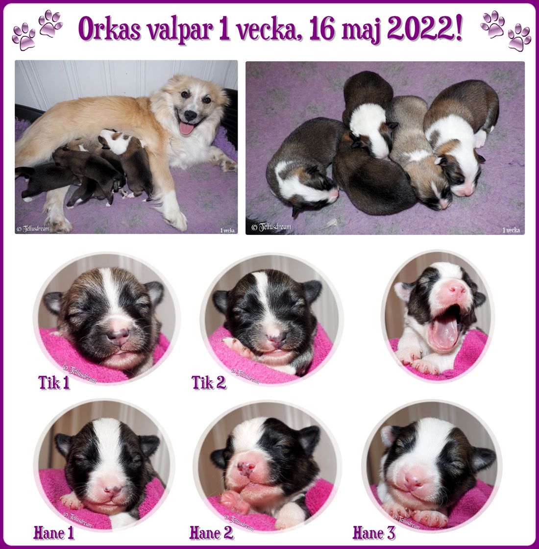 1v_orkavalpar2022_