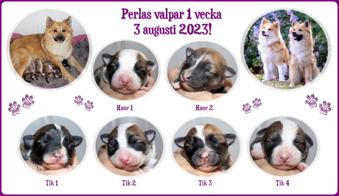 1v_perlavalpar