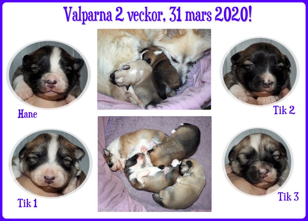 2v_askavalpar2020_ 2v_askavalpar2020_