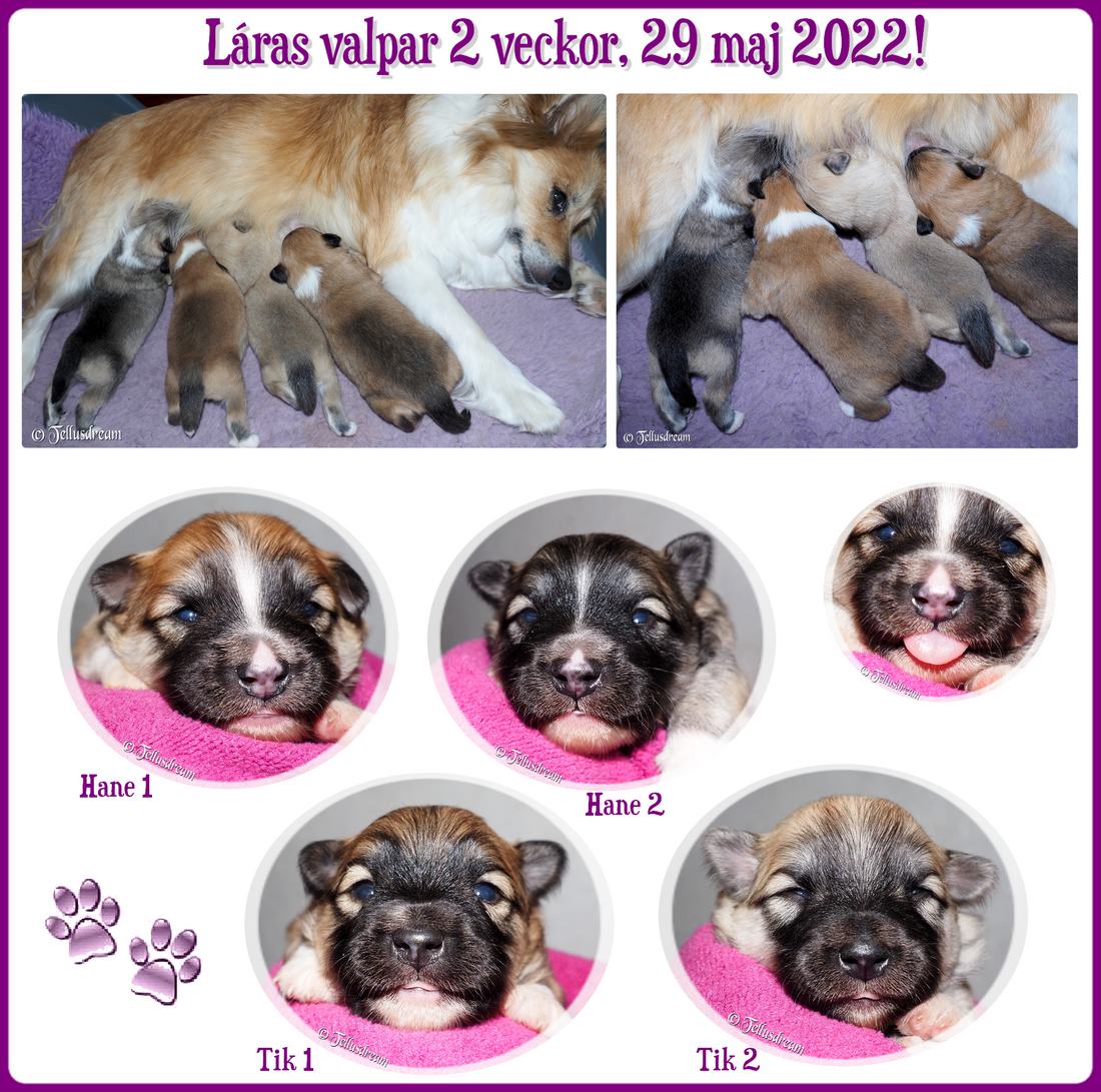 2v_laravalpar2022_