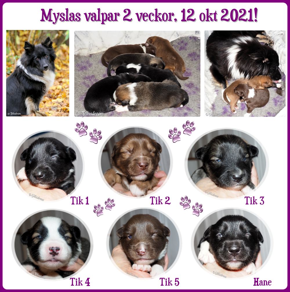 2v_mysla2021 2v_mysla2021
