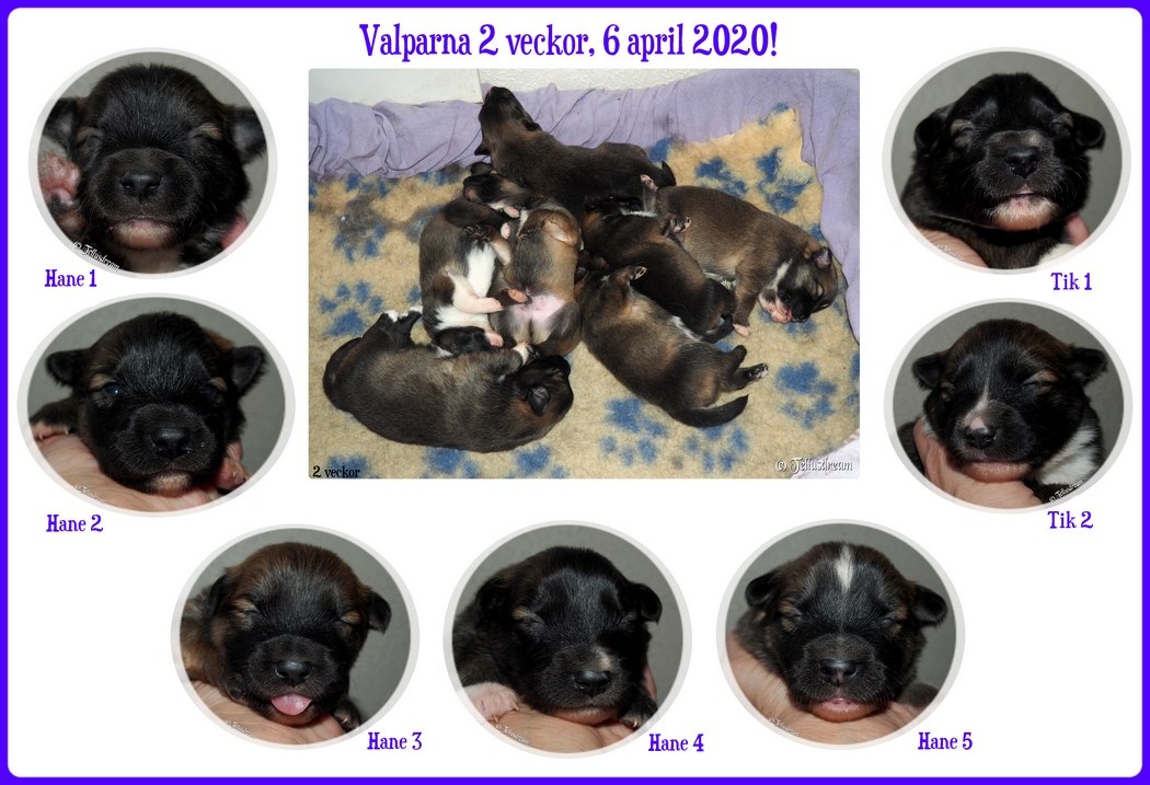 2v_myslavalpar2020_ 2v_myslavalpar2020_