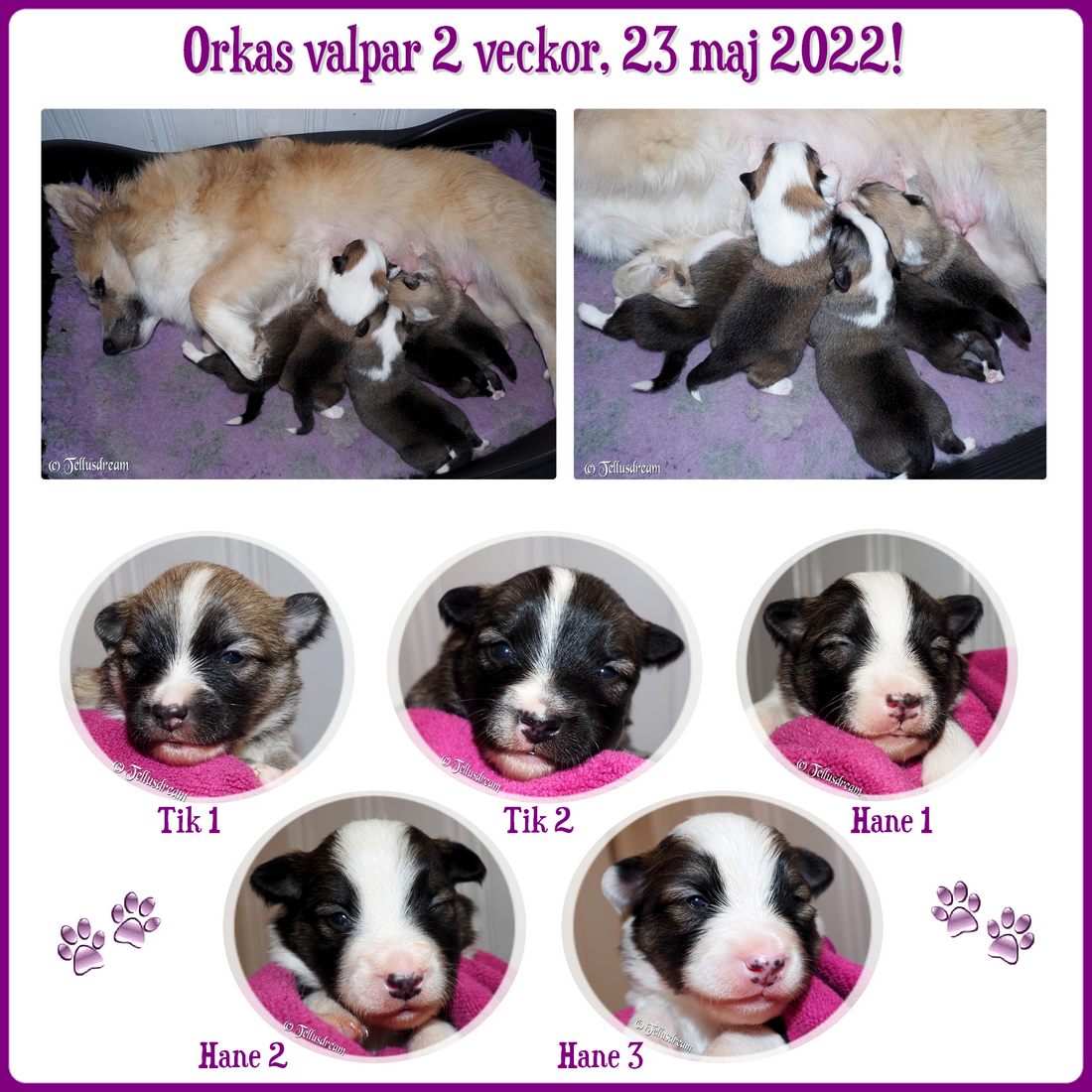 2v_orkavalpar_2022_