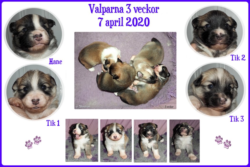 3v_askavalpar2020_ 3v_askavalpar2020_