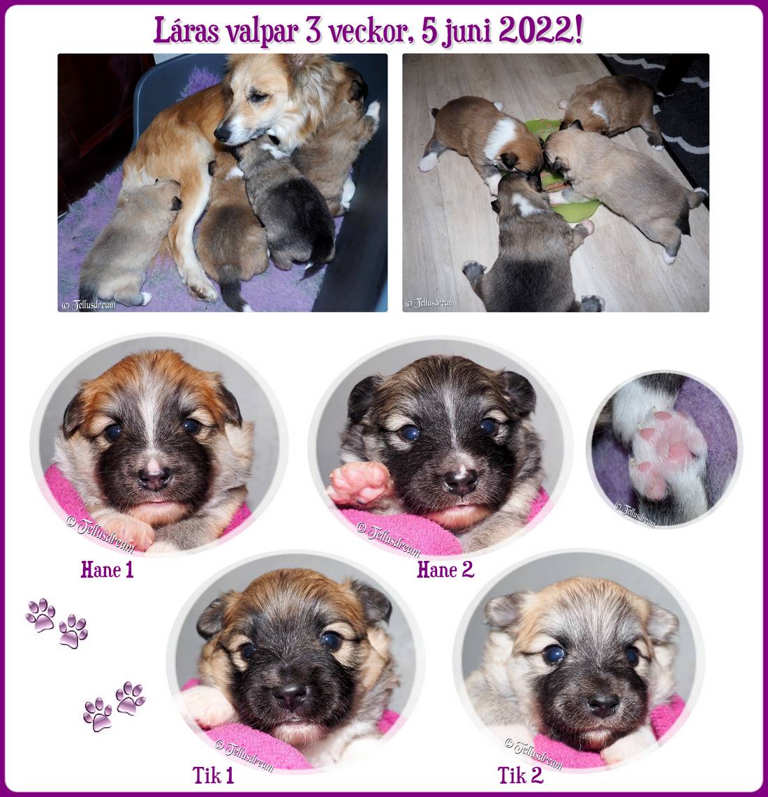 3v_laravalpar2022_