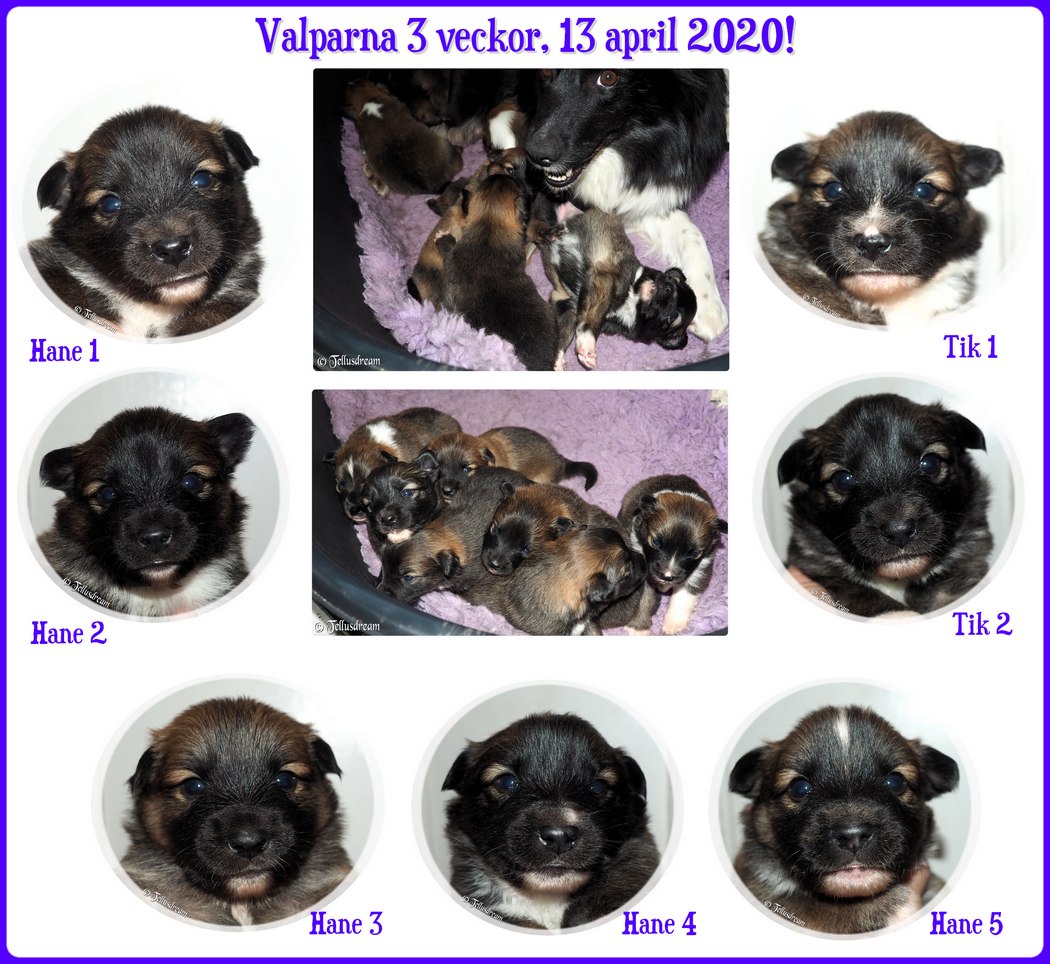 3v_myslavalpar2020_ 3v_myslavalpar2020_