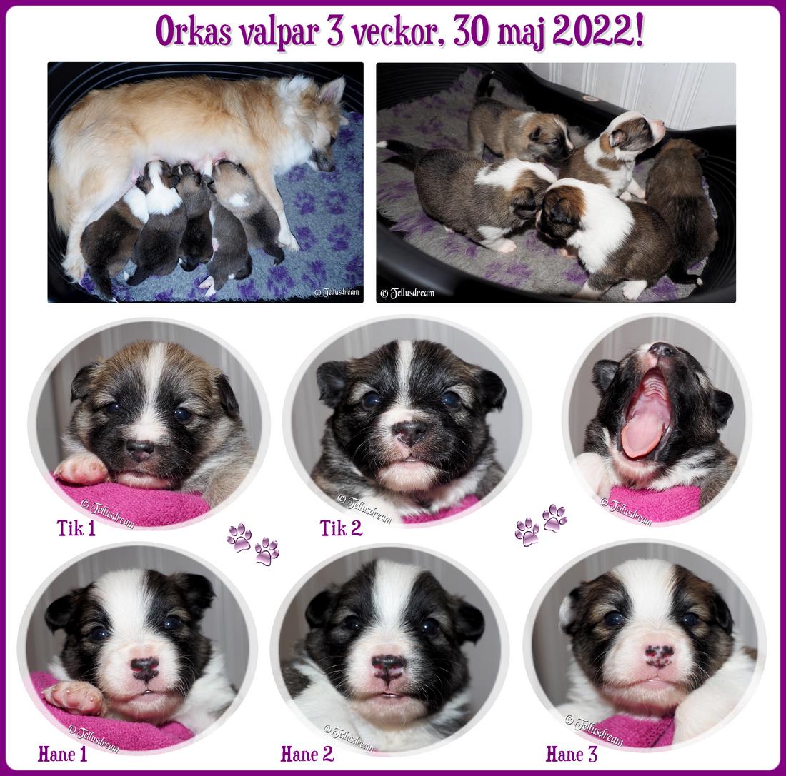 3v_orkavalpar2022_
