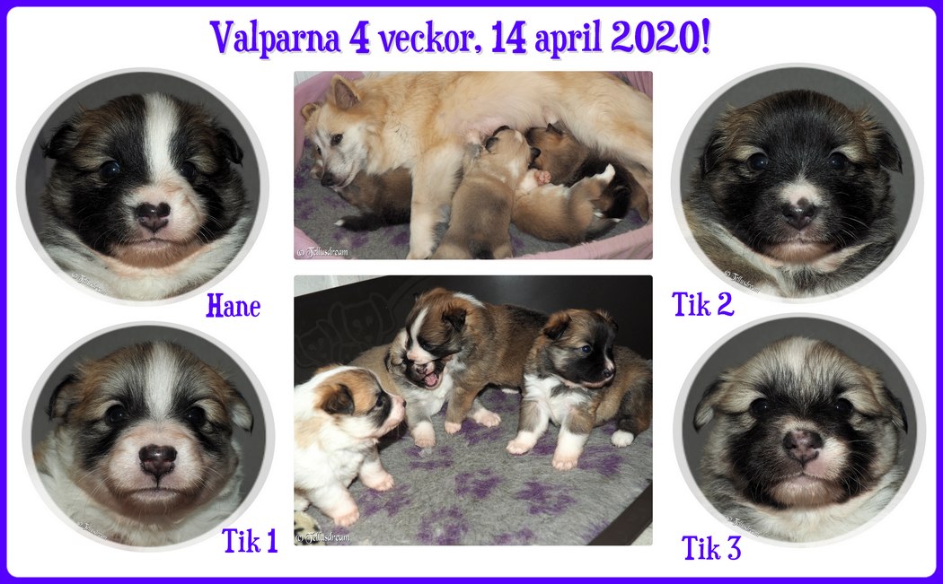 4v_askavalpar_2020_ 4v_askavalpar_2020_