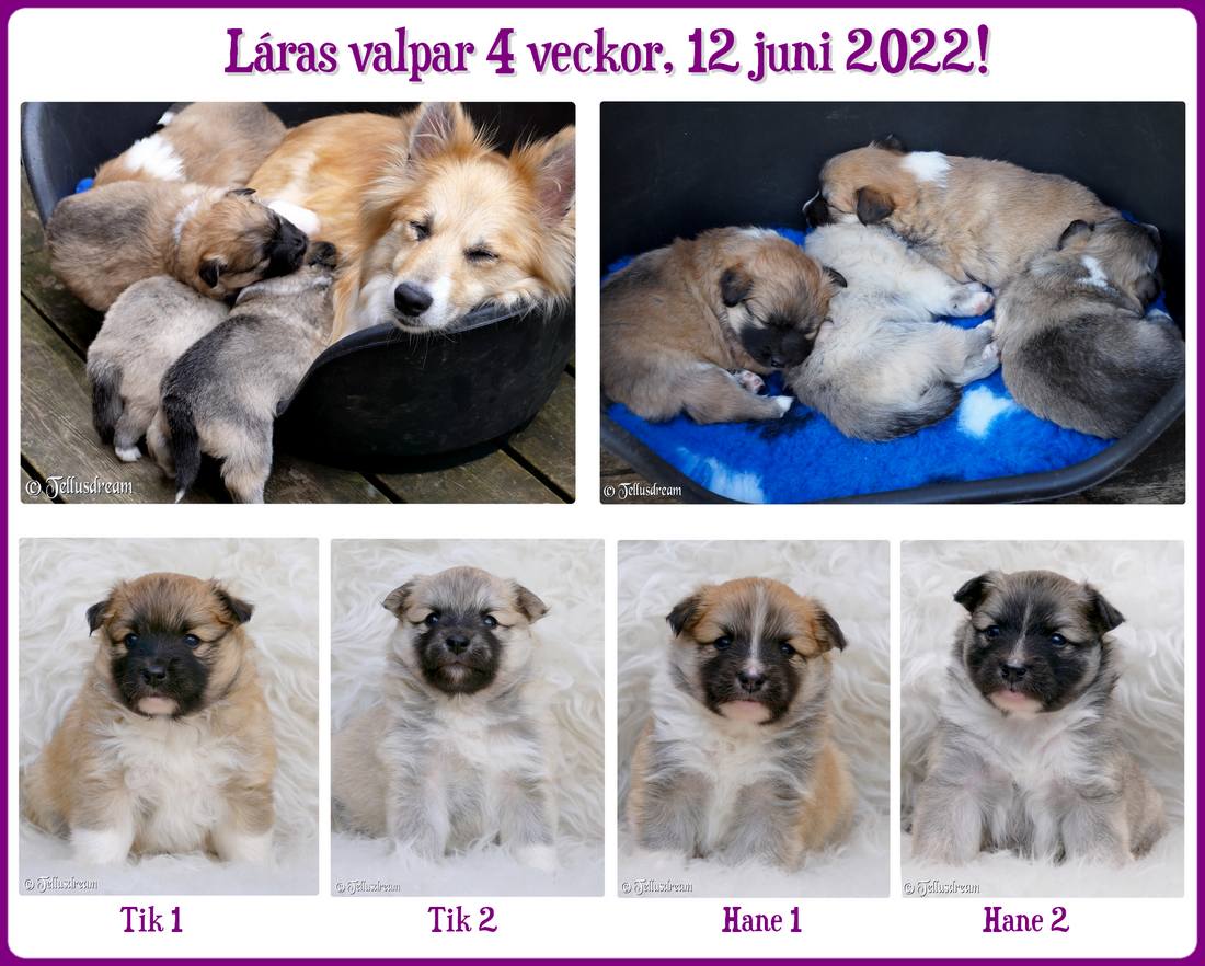 4v_laravalpar2022_