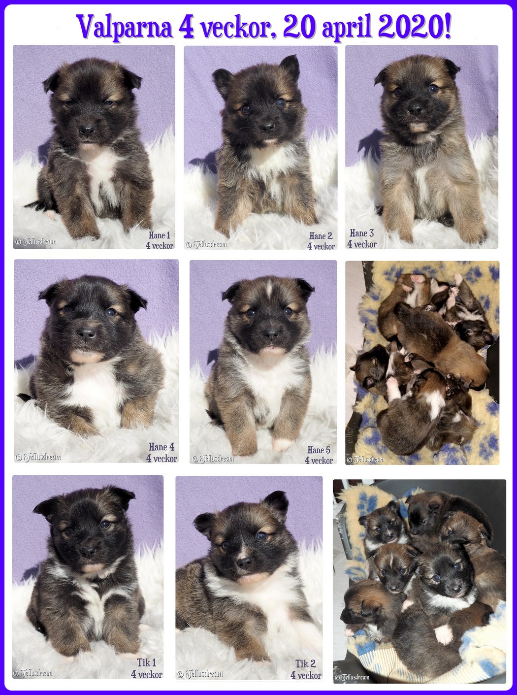 4v_myslavalpar2020_ 4v_myslavalpar2020_