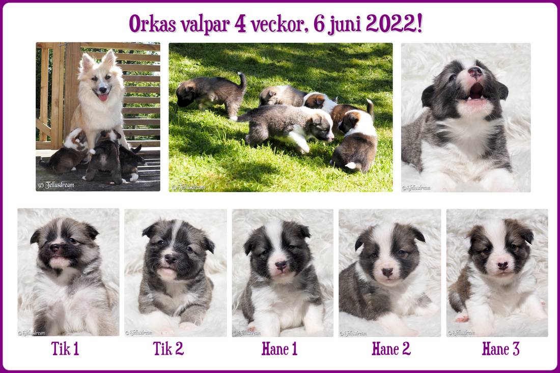 4v_orkavalpar2022_
