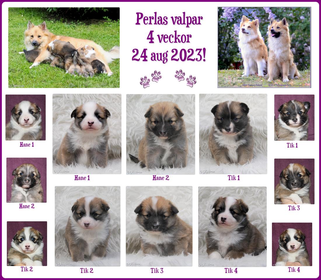 4v_perla2023