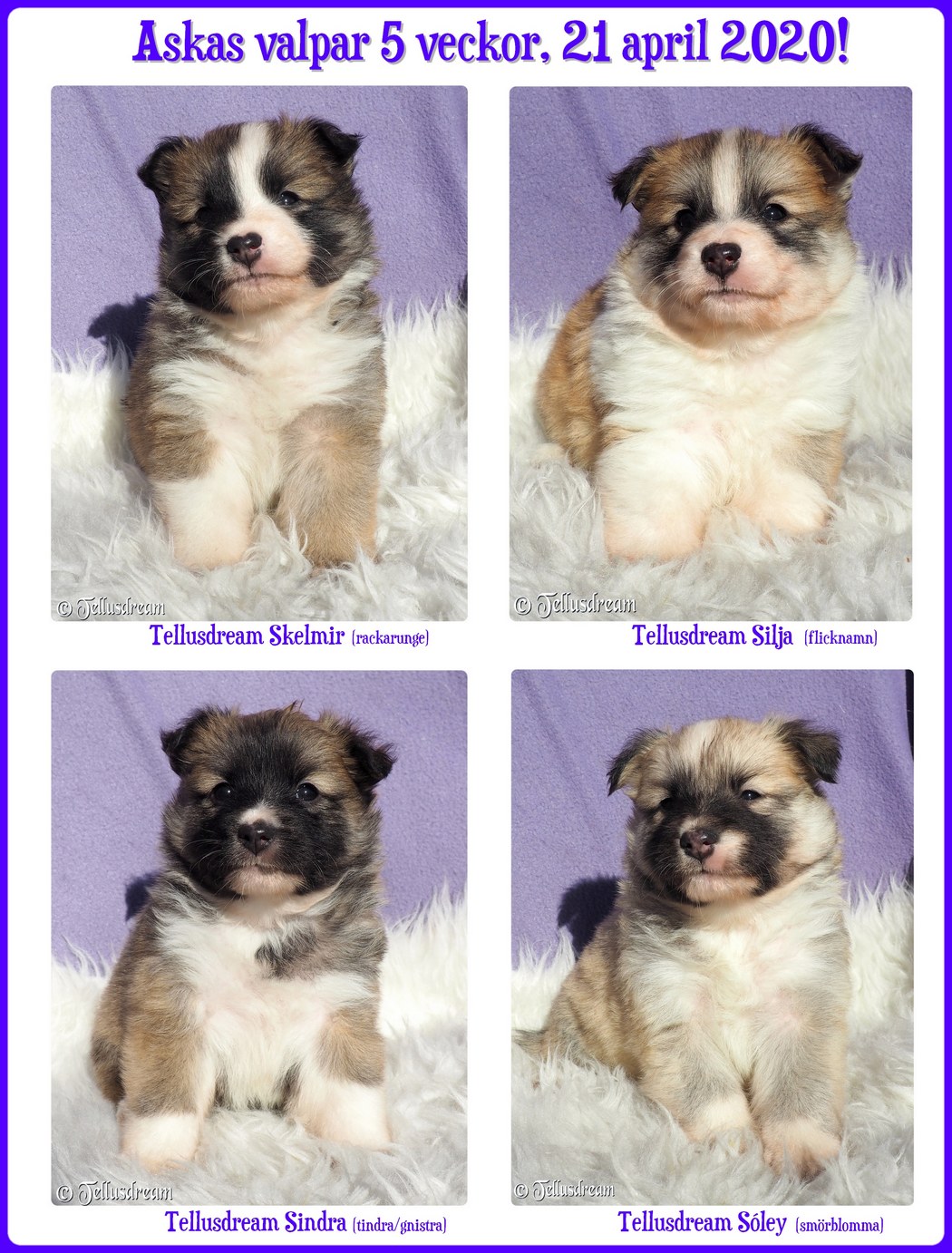 5v_askavalpar2020_ 5v_askavalpar2020_