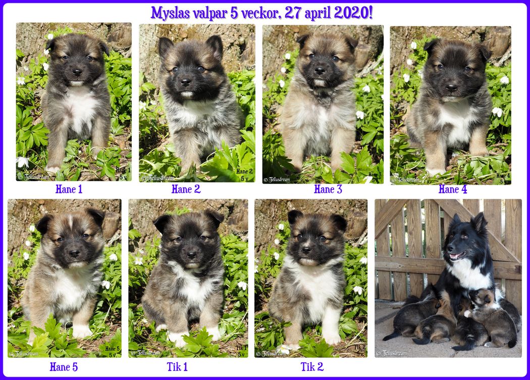 5v_myslavalpar2020_ 5v_myslavalpar2020_