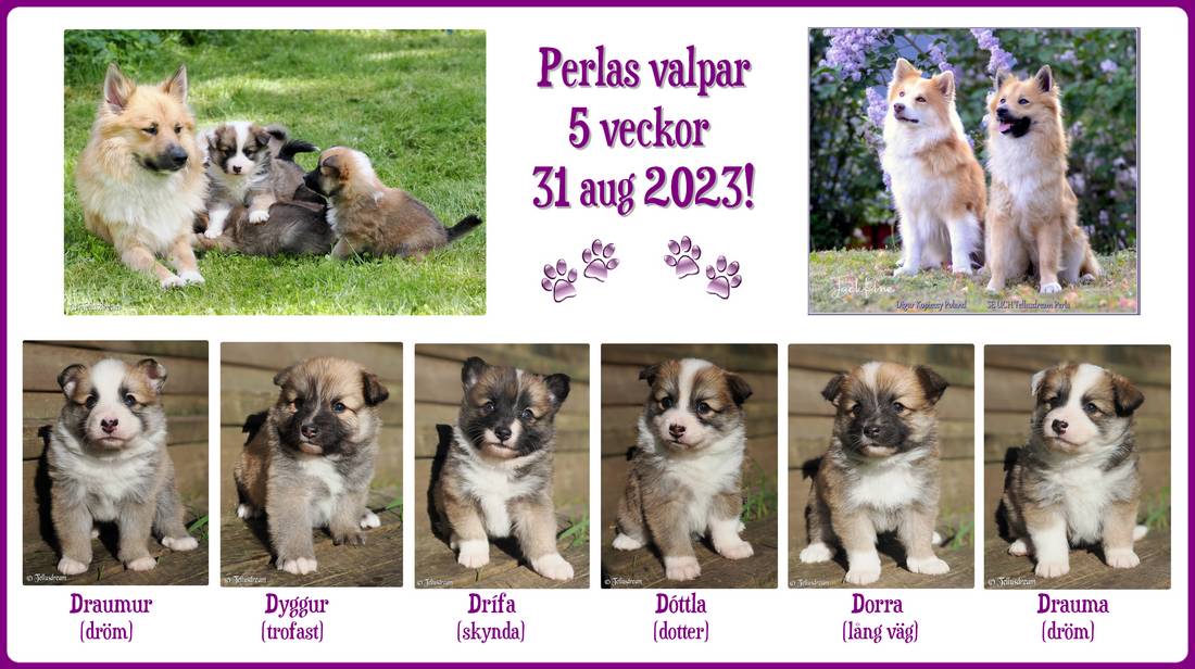 5v_perla2023