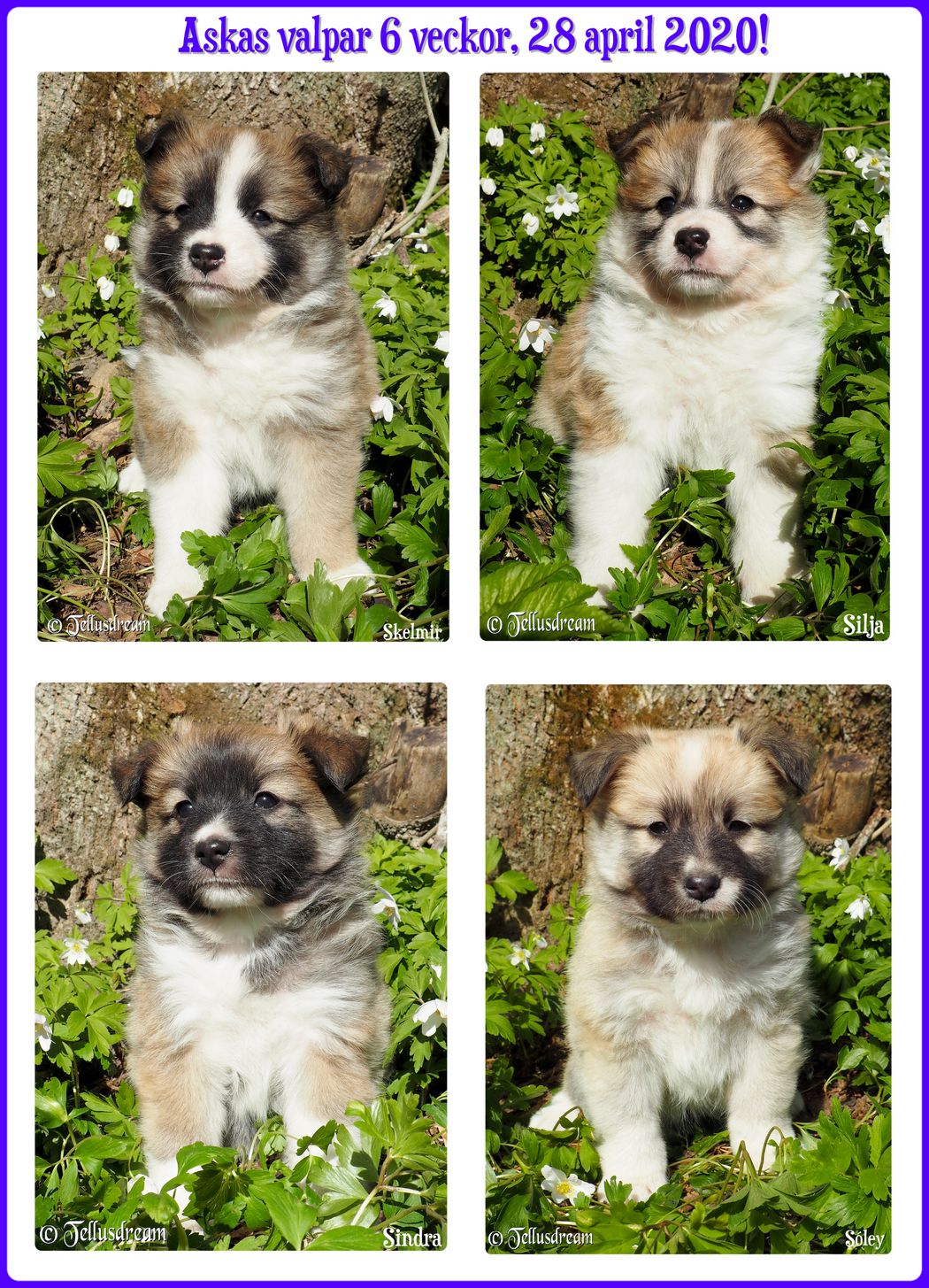 6v_aska2020_ 6v_aska2020_