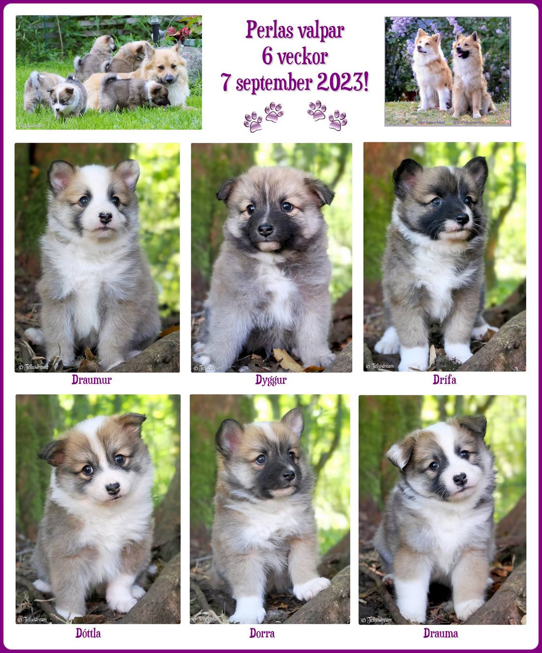 6v_perla_2023