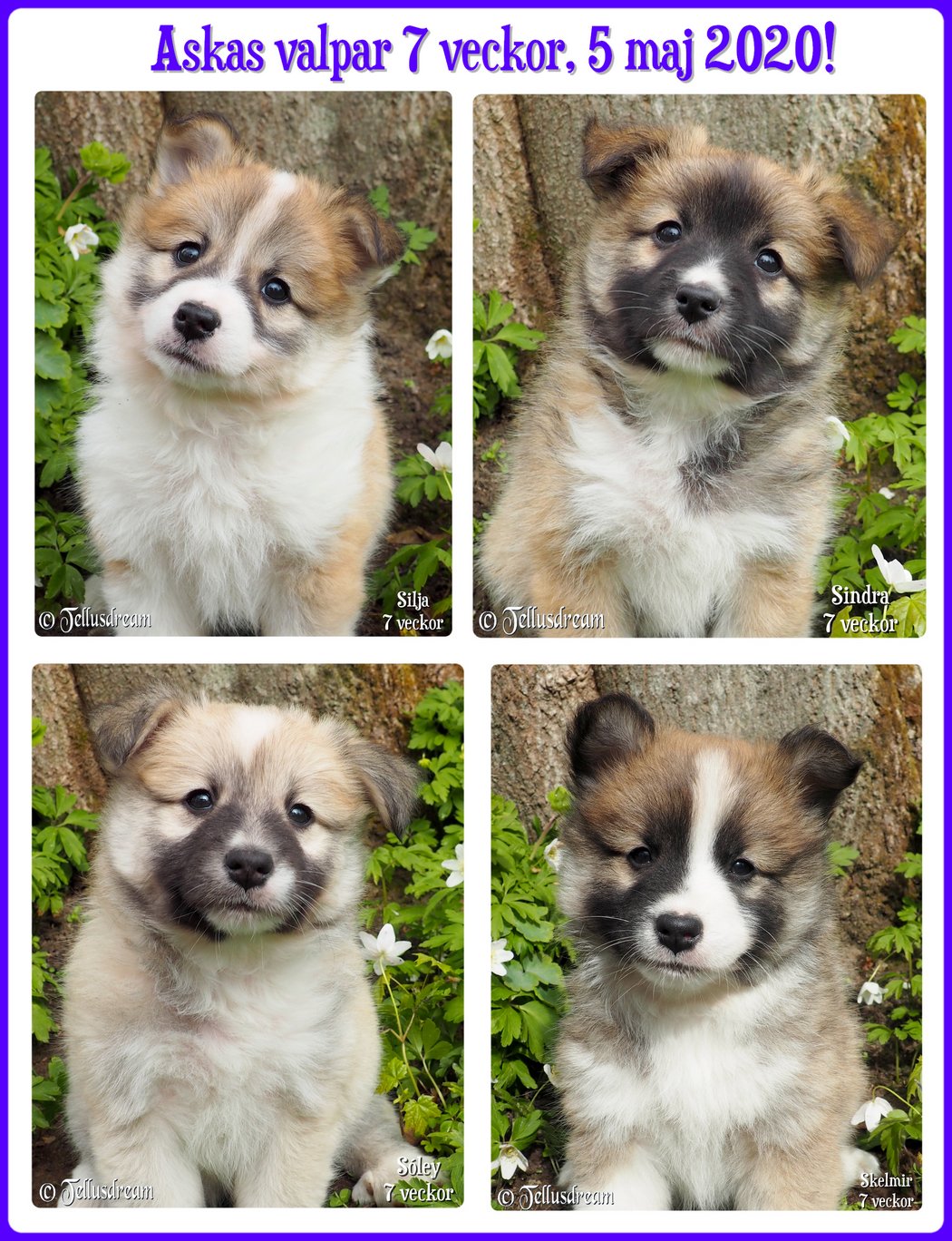 7v_aska_2020_ 7v_aska_2020_