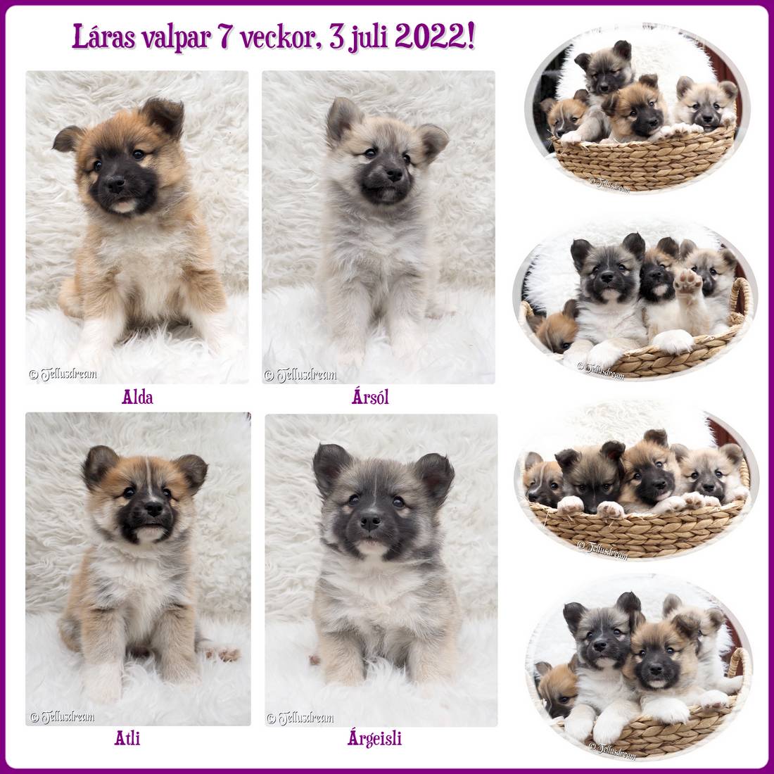 7v_laravalpar2022_