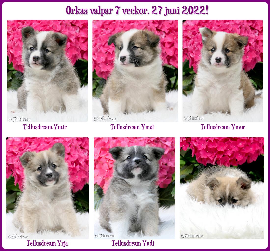 7v_orkavalpar2022_