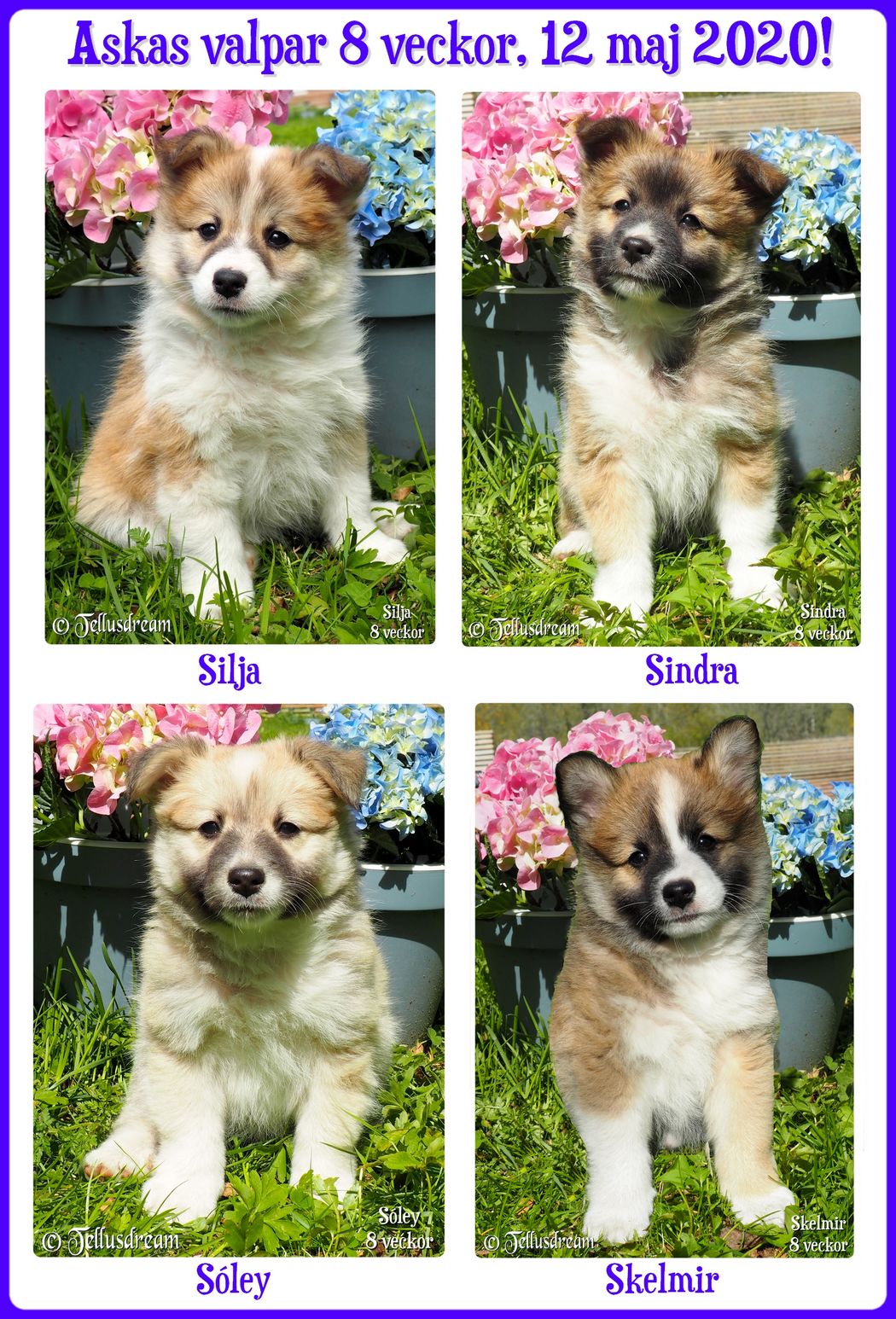 8v_askavalpar2020__ 8v_askavalpar2020__