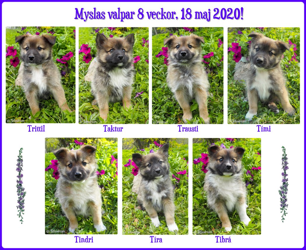 8v_myslavalpar_2020_ 8v_myslavalpar_2020_