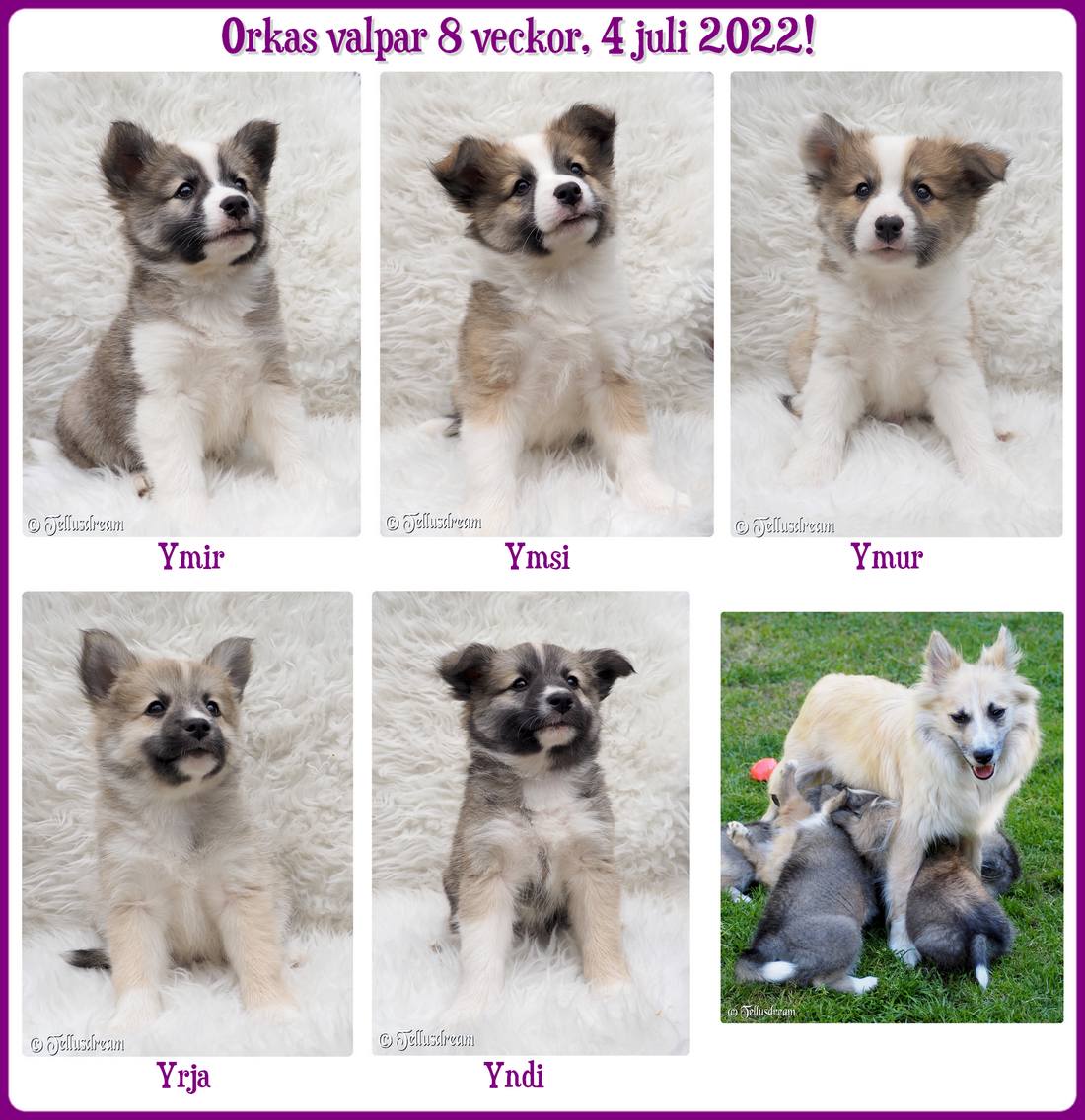 8v_orkavalpar2022_