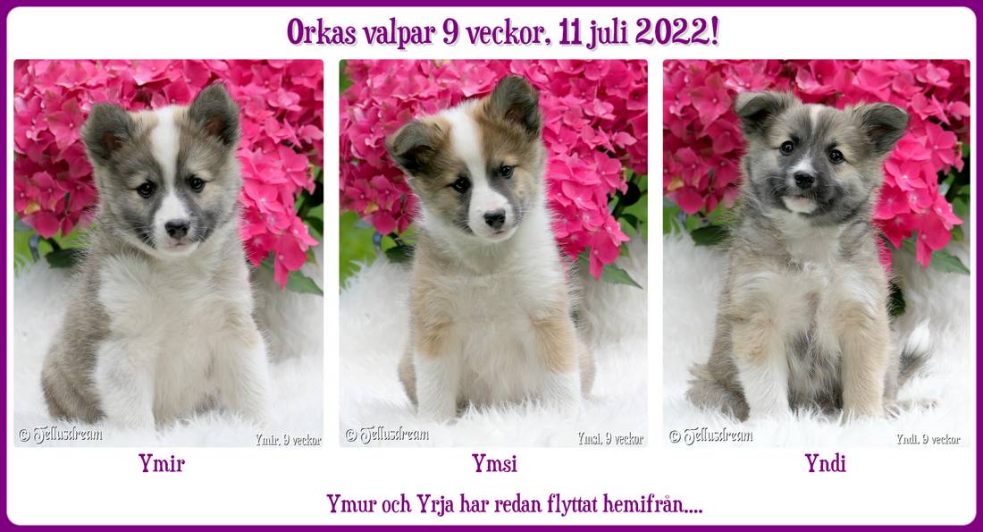 9v_orkavalpar2022_