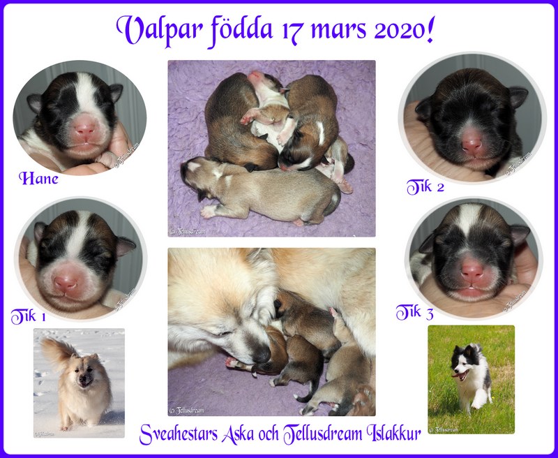 aska17mars2020 aska17mars2020