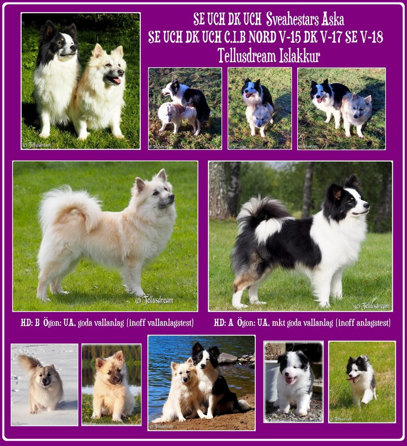 aska_islakkur_2020 aska_islakkur_2020