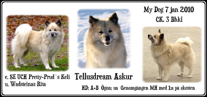 askurmydog7jan2010 askurmydog7jan2010