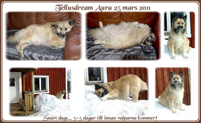 aura25mars2011