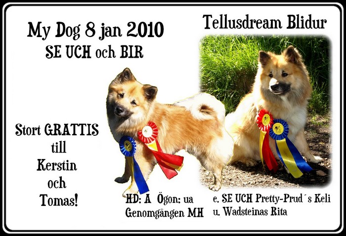 blidurmydog8jan2010 blidurmydog8jan2010