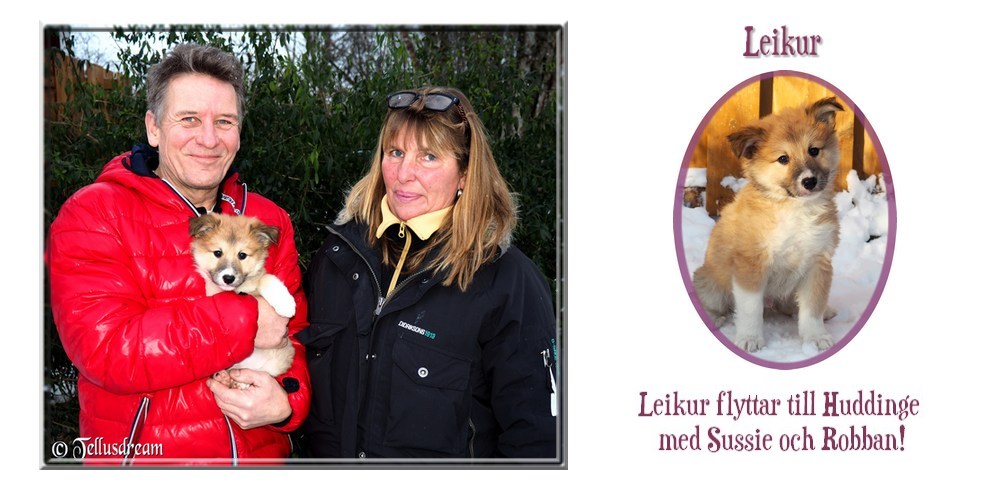 flyttleikur