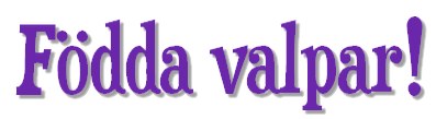 foddavalpar