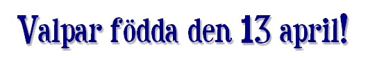 gaijavalpar