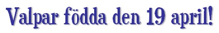 isafodda