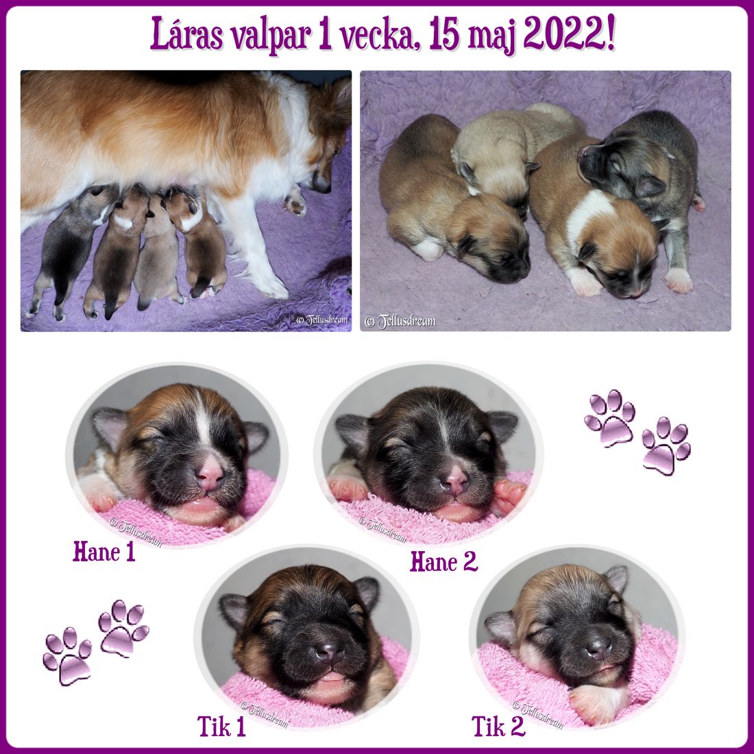 laravalpar_1v_2022_