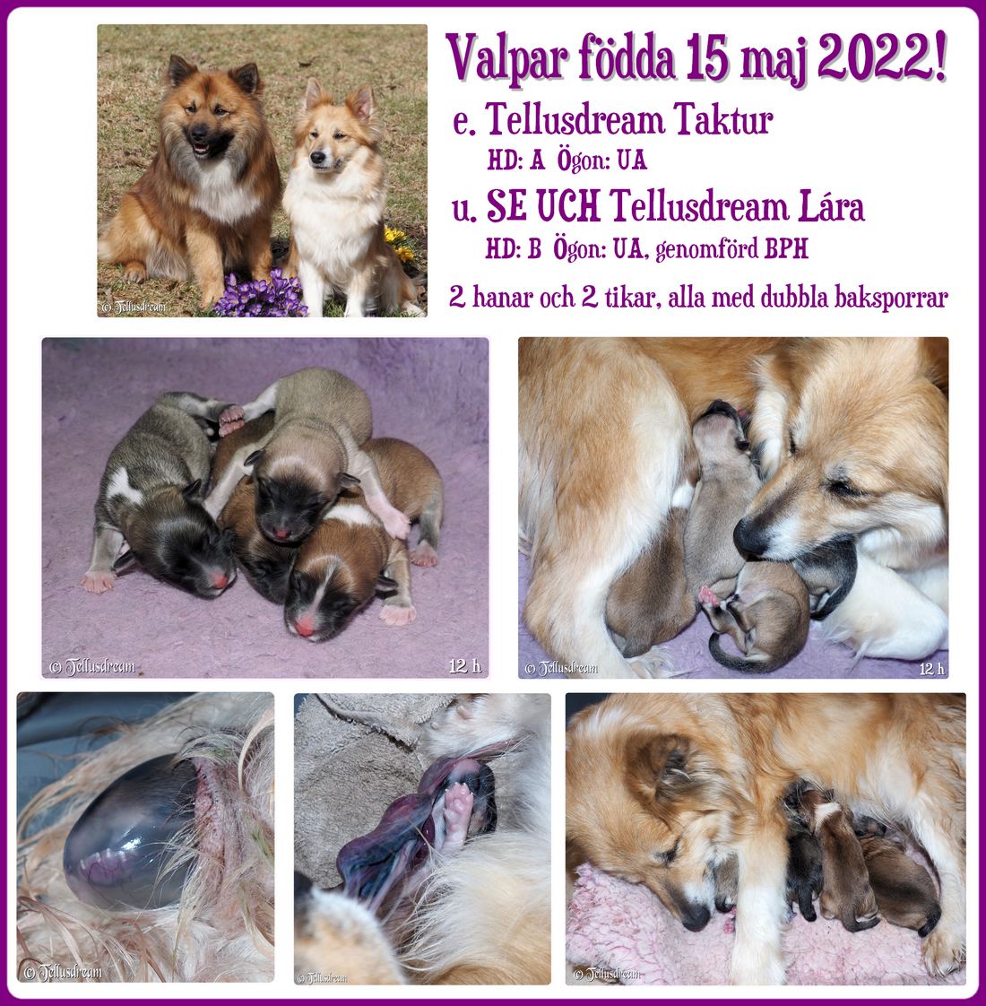 laravalpar_2022