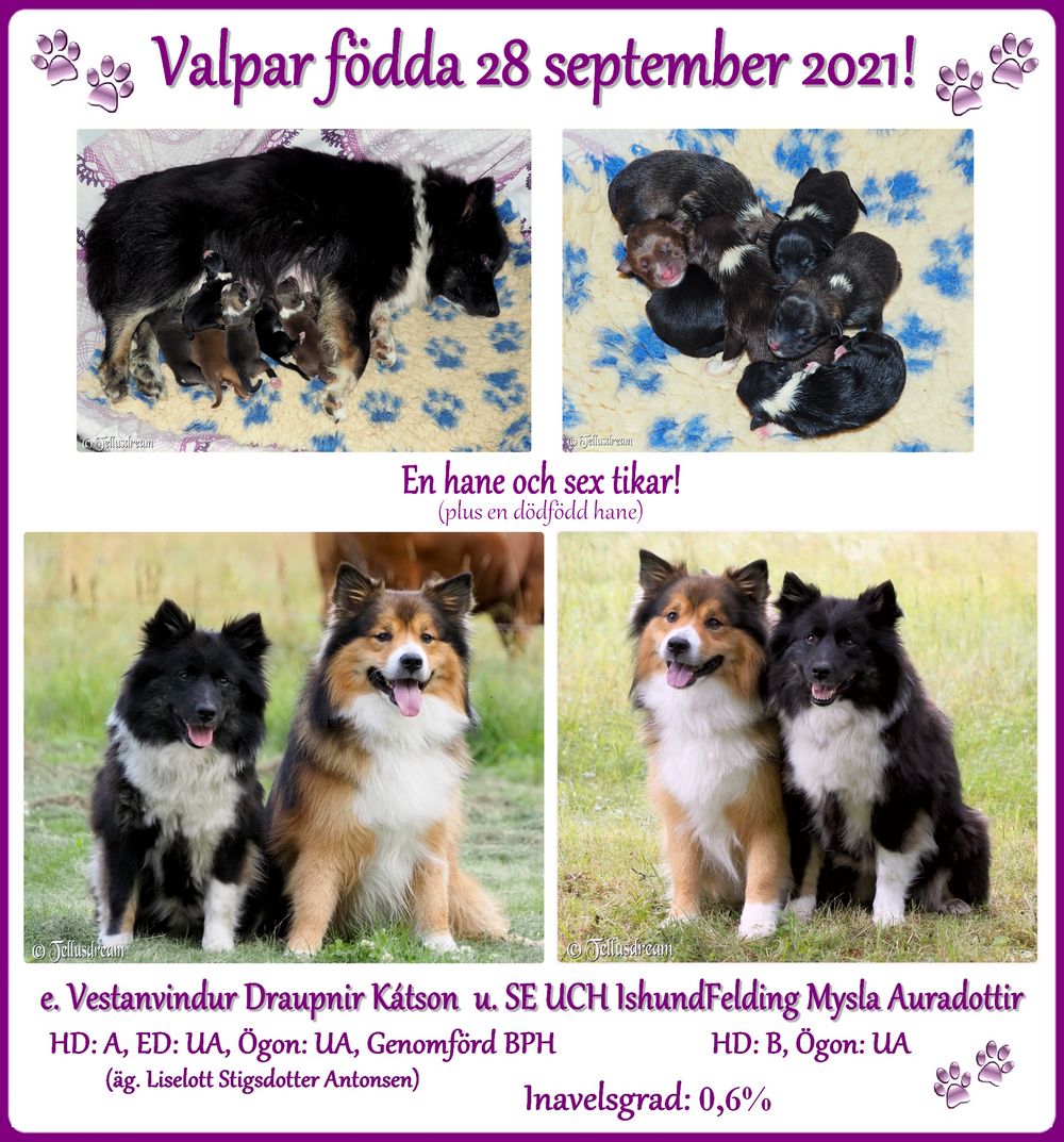 mysla_draupnir_2021_vf_ mysla_draupnir_2021_vf_