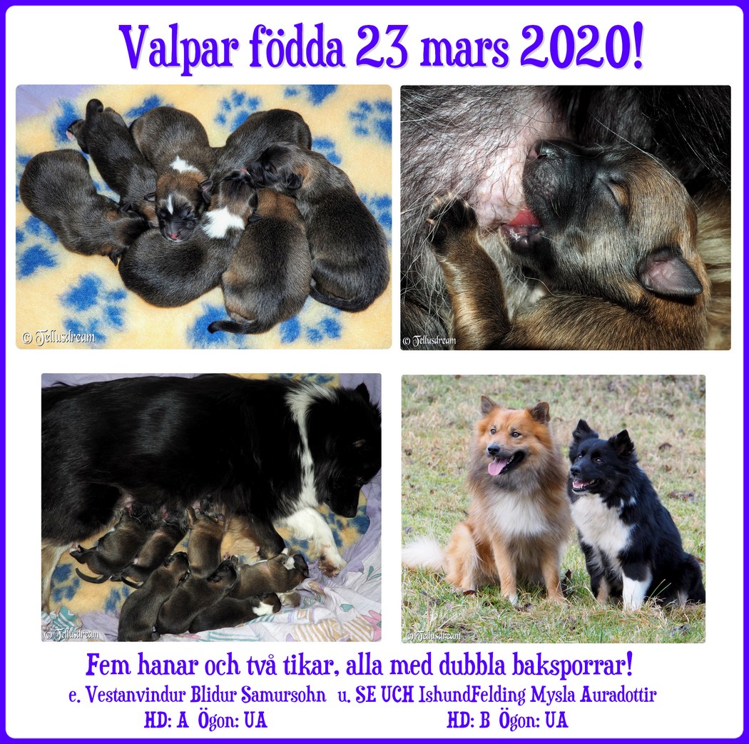 myslavalpar_2020_ myslavalpar_2020_