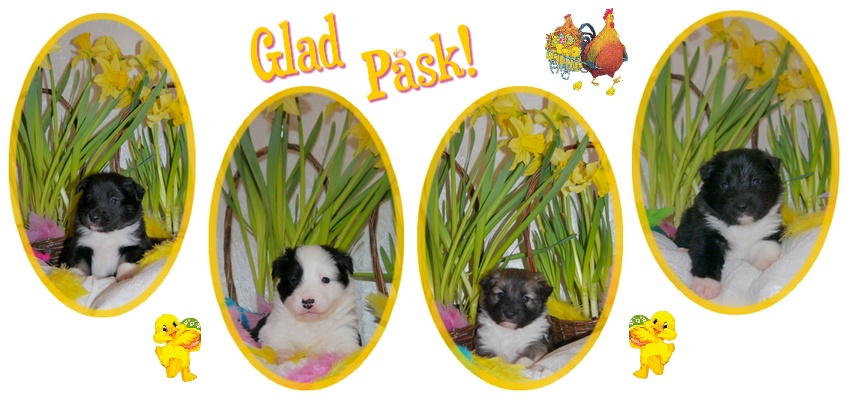 paskvalpar