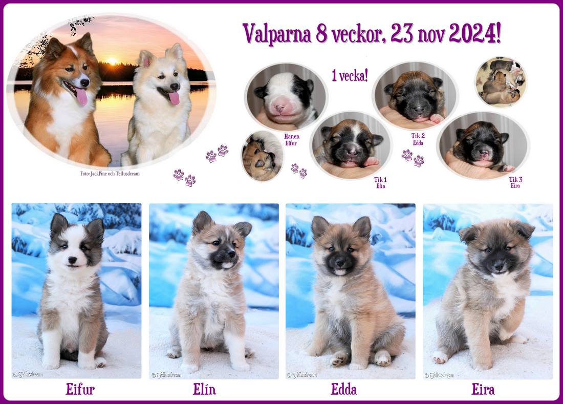 solanvalpar8v_2024_