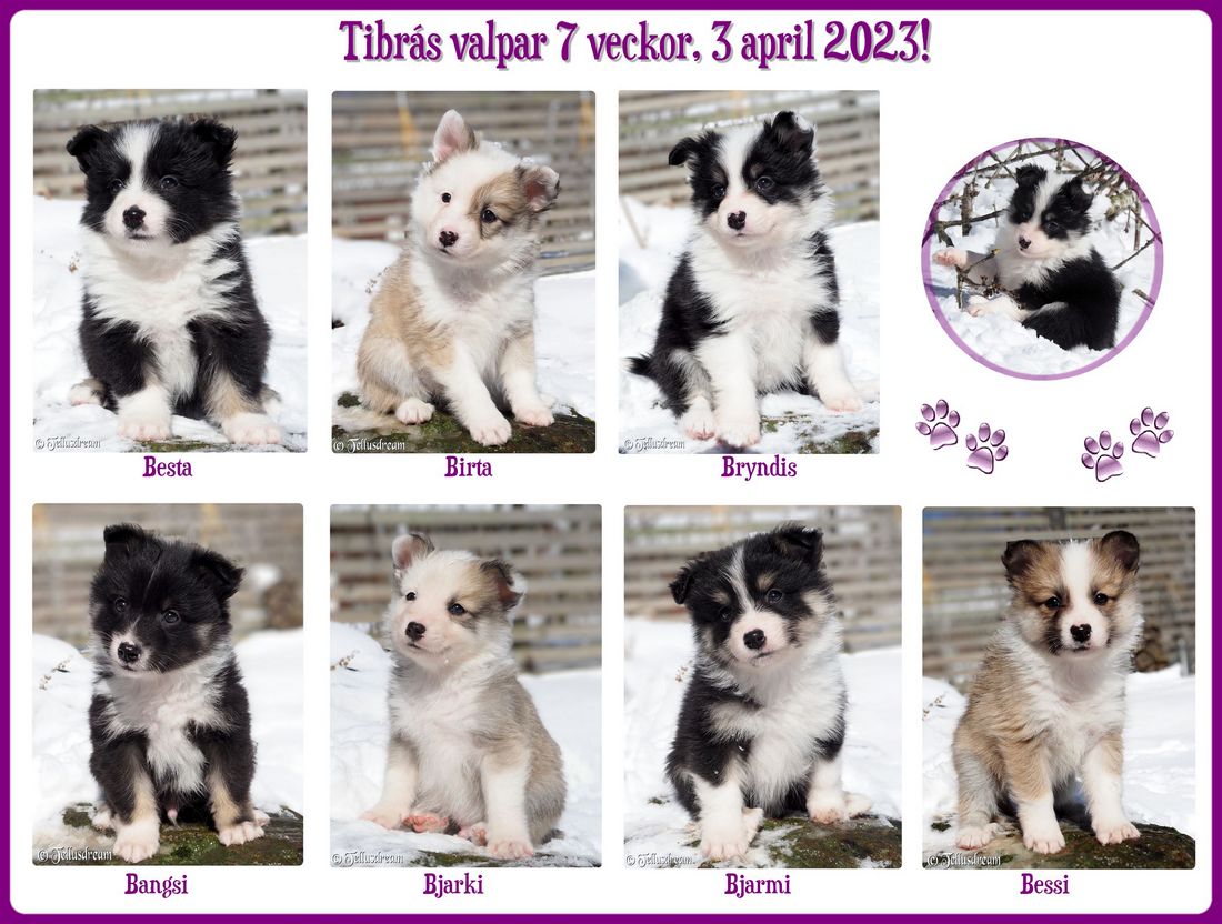 tibravalpar_7v