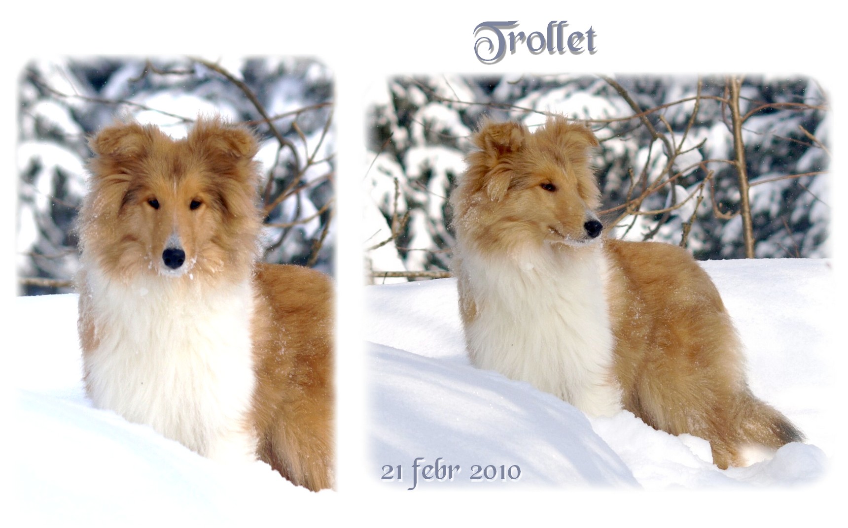 trollet100221.5